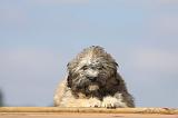 PETIT CHIEN LION 159